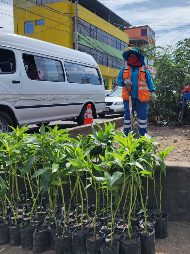 MUNICIPALIDAD DE BUSTAMANTE EJECUTA LABORES DE REFORESTACIÓN EN LA PLATAFORMA ANDRÉS AVELINO CÁCERES